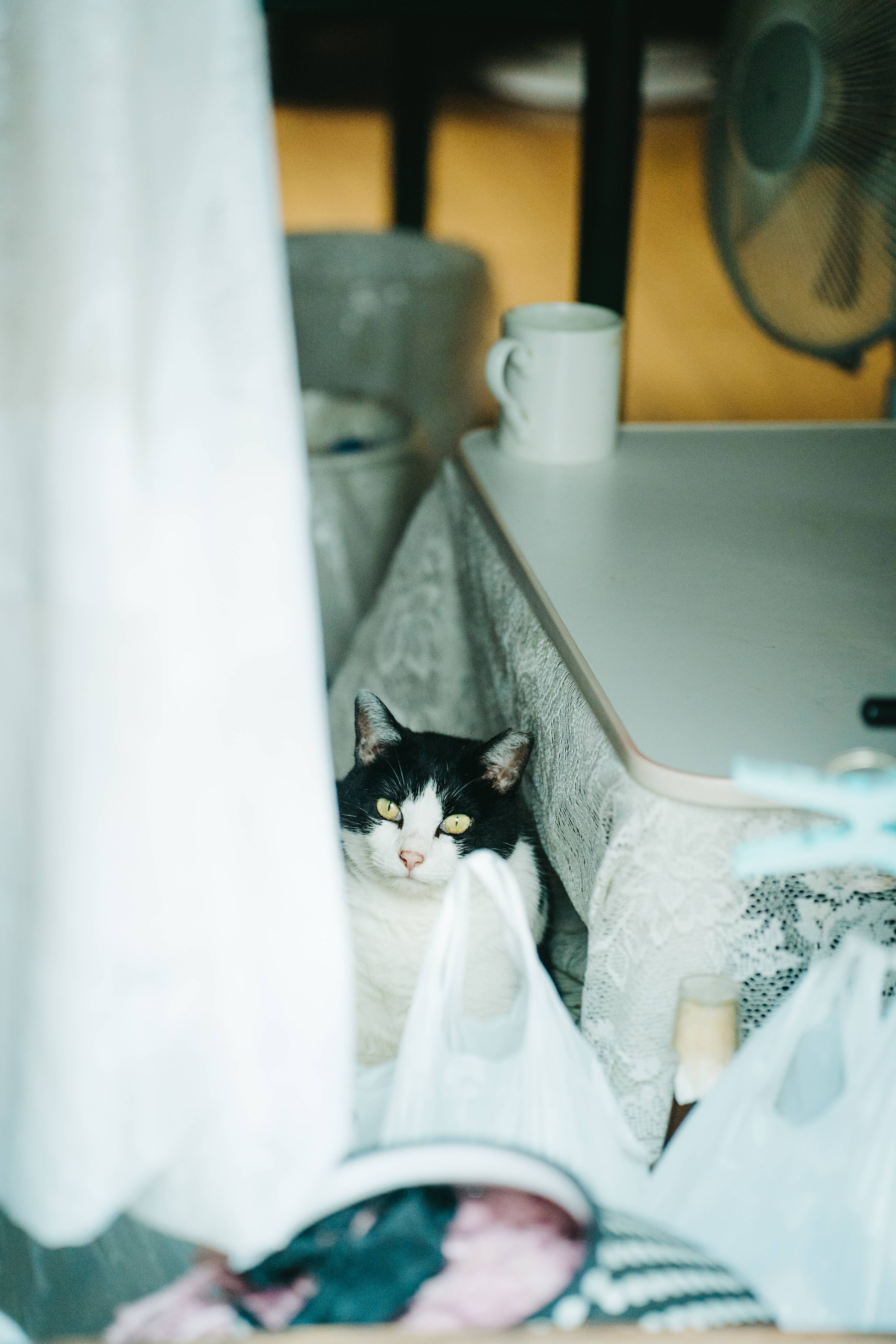 蠢沫沫 – 夏想(下）